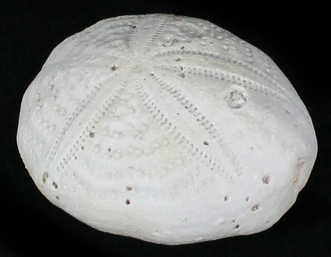 Fossil Sea Urchin (Eupatagus) - Florida #28786